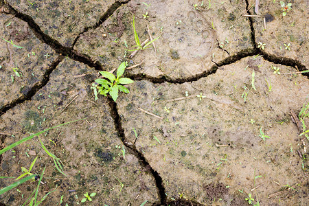 雨停后裂缝地面上的植物和雨滴图片