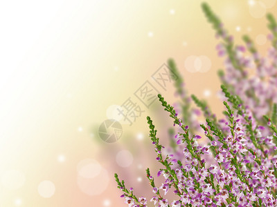浅色背景中带紫色花朵的石南花背景图片