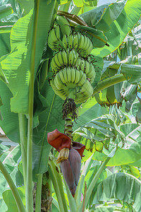 香蕉花和香蕉树上的生图片