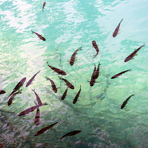 一群鱼在湖里游泳图片