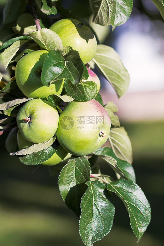 树枝上的青苹果图片