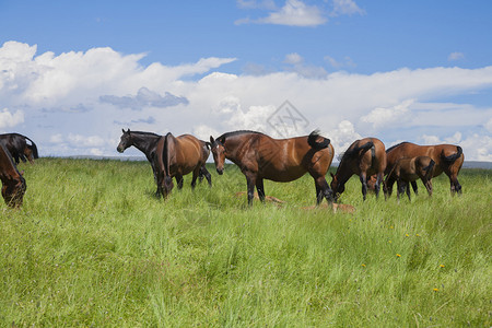 在西班牙欧洲吃草绿色草原的棕色马群图片