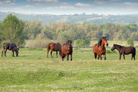 牧场上的马和小马驹图片