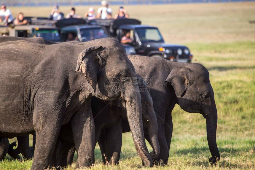 走斯里兰卡大象家庭图片