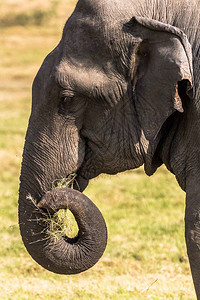 关闭斯里兰卡大象图片