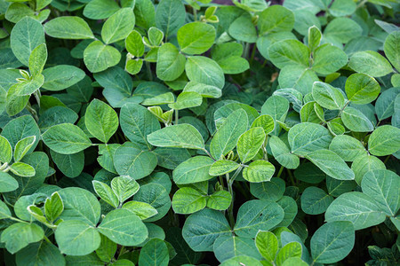 春天田野里新鲜的绿色大豆植物图片