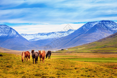 一群冰岛小马在以山脉为背景的牧场中图片
