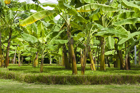 香蕉树田图片