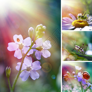 夏季花卉拼贴插图与昆虫图片