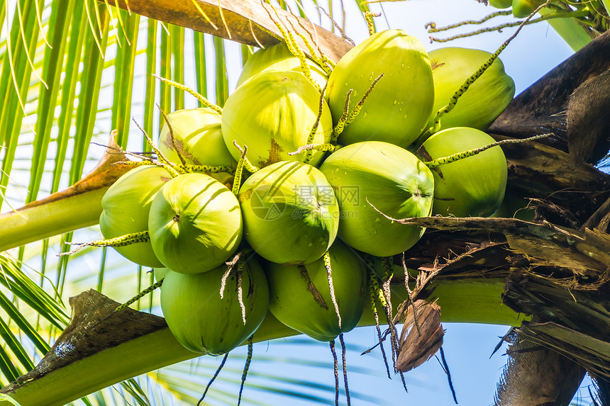 椰子树上的绿椰子果图片