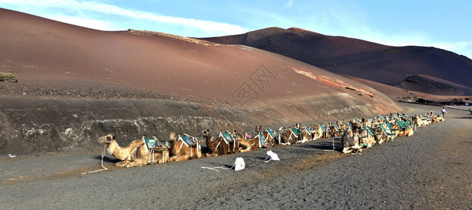 兰萨罗特岛火山区的骆驼图片