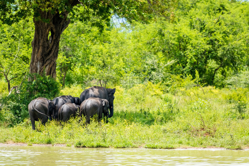 斯里兰卡丛林中大象图片