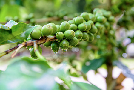 一排树上的咖啡浆果绿色水果和雨后的水滴图片