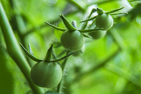 植物上的绿色西红柿图片