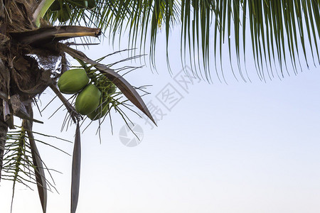 棕榈树上的椰子簇图片