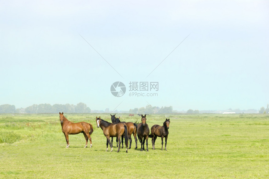 六匹马在一片绿色的草地上图片