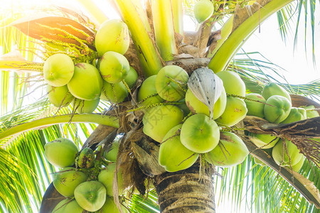椰子树上的绿色椰子果实图片