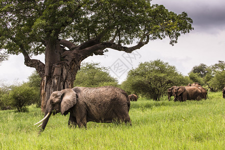 非洲大象在坦桑尼亚Tarangire公园图片