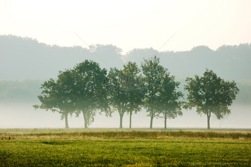 清晨薄雾中的树丛图片