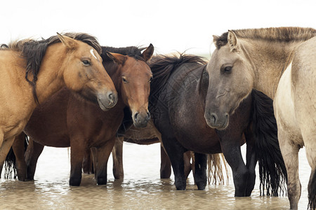 蒙古草原上的马群图片