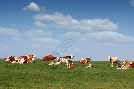 奶牛和小牛在领域图片