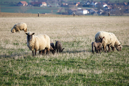 绵羊与牧场上的羔羊春天图片
