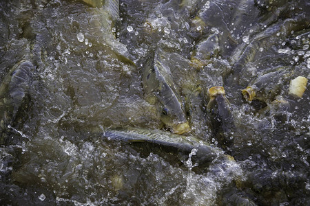 许多吃鱼野生河背景图片