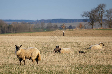 绵羊与牧场上的羔羊春天图片