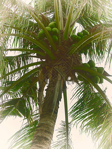 关闭树上的椰子集群图片