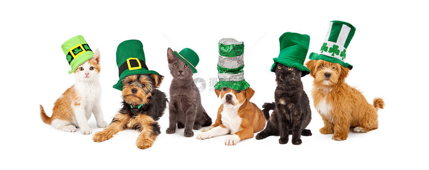 一大群年轻的小猫和小狗一起戴着绿色的圣帕图片