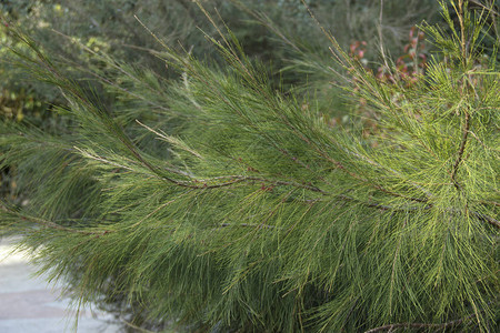 equisetifolia是作为装饰植物种植的图片