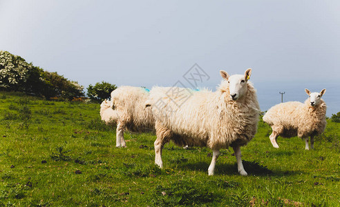 一群羊在农村的草地上以生物方式饲养图片