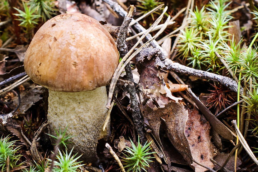 森林里的食用菌图片