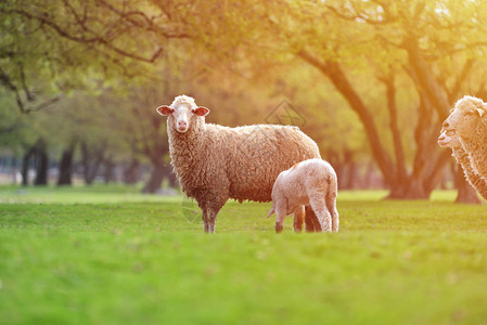 一只好奇的小羊羔站在绵羊附近观望图片