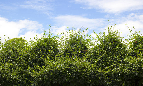 绿树灌木是天空背景图片