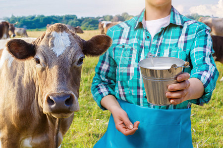 牛奶桶和奶牛在草场的背面上配图片