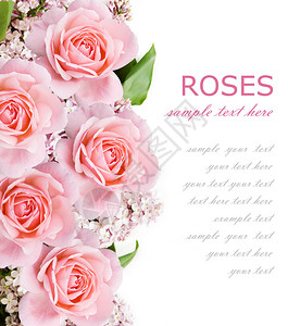 以粉红玫瑰和花朵为背景用样本文字将图片