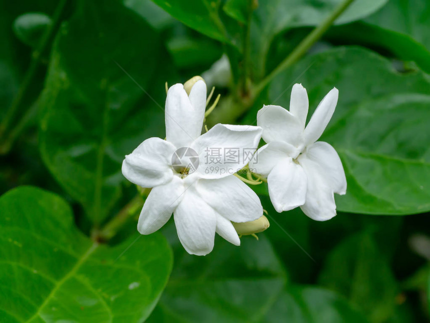 关闭与叶子的白色茉莉花图片