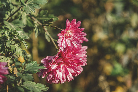 美丽的粉红色紫菊花图片