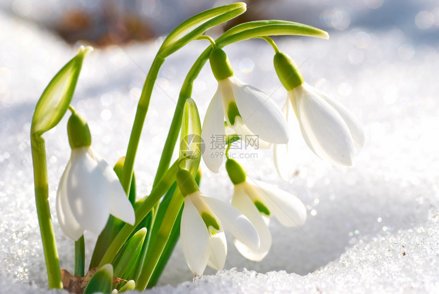 春天的雪花莲森林里有雪图片