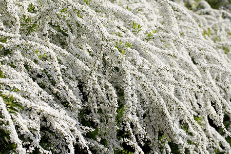 春天开白花的绣线菊灌木图片