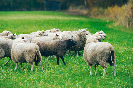 在绿草上放牧的羊群图片