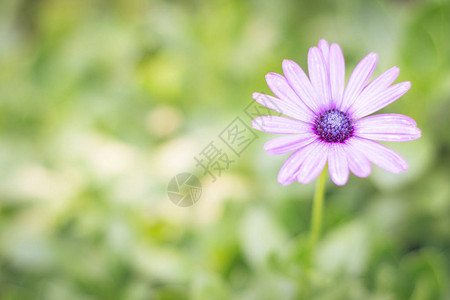 绿色背景上的漂亮紫色雏菊中心较暗背景图片