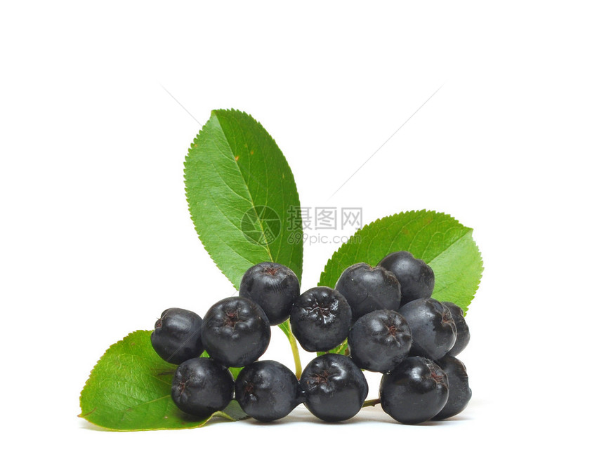 黑窒息莓亚罗尼图片