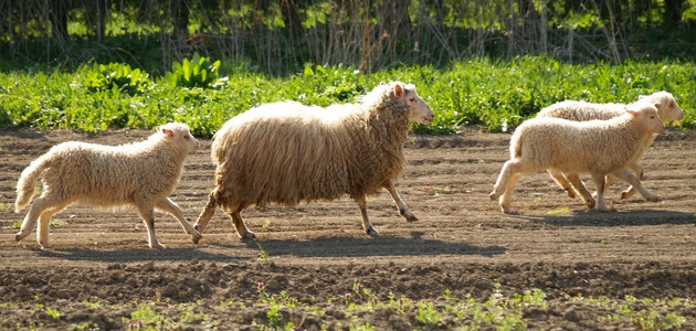 绵羊家族在田图片