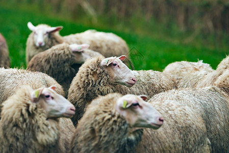 绿地中绵羊的特写侧视图图片