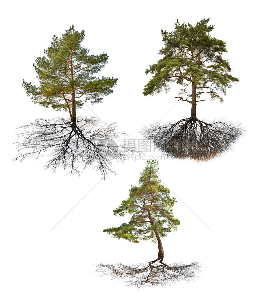 三棵树根在白色背景上被隔离图片