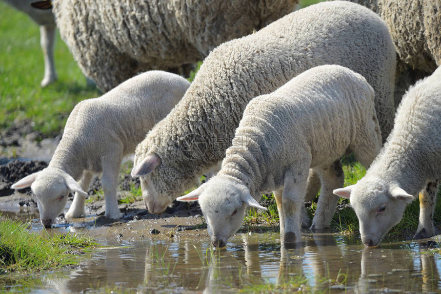 春天喝水的羊群图片