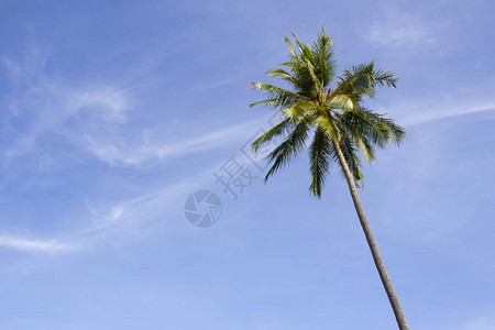 在蓝天背景的绿色棕榈树图片