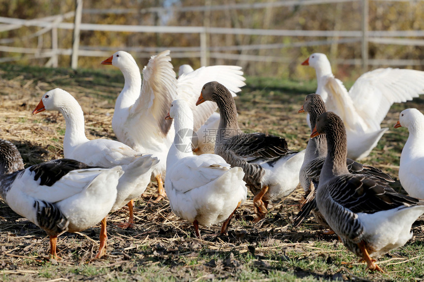 夏季在家禽场放牧的小鹅图片